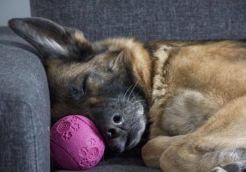 Las ventajas y las desventajas de dormir con tu perro